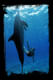 Snorkeling with a Dolphin