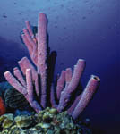 Giant purple tube sponge in Cozumel